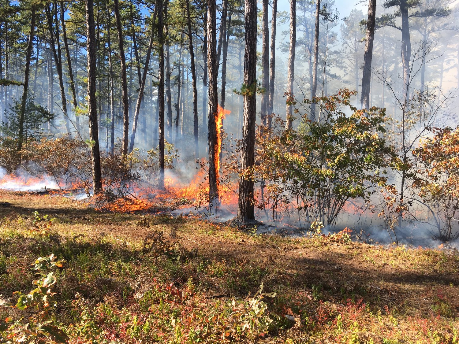 A controlled burn in a Pine Barren in northern New Hampshire. Photo by Taylor Quimby for New Hampshire Public Radio