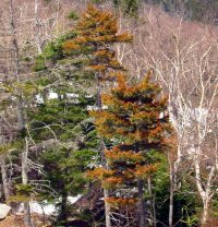 Decades ago, images of dead and dying red spruce trees helped mobilize support for stronger air pollution laws. Photo by Paul Schaberg for the U.S. Forest Service