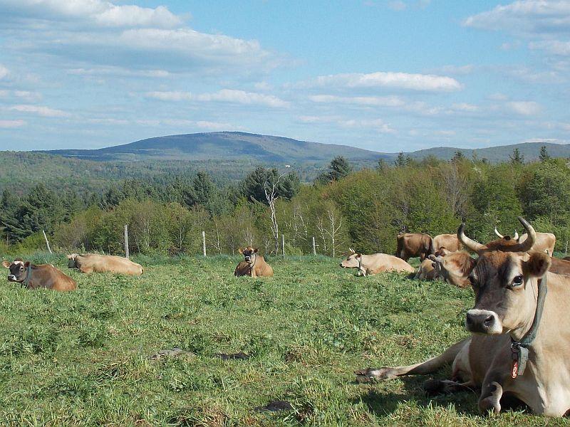 Vermont has lost 66 dairy farms this year, and that has prompted farmers to consider news ways to stay in business by controlling the over-supply of milk. Photo courtesy of Butterworks Farm