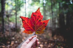 Maine's North Woods. Photo by Sara Fox