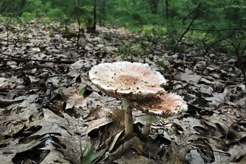 Mushrooms. Photo by Bruce Gellerman for WBUR