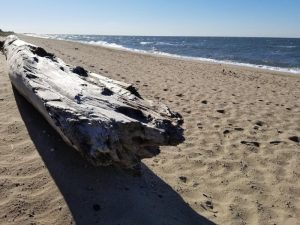 Hammonasset Beach in Madison is one of the state's most popular plots of public land. Photo by Patrick Skahill for Connecticut Public Radio