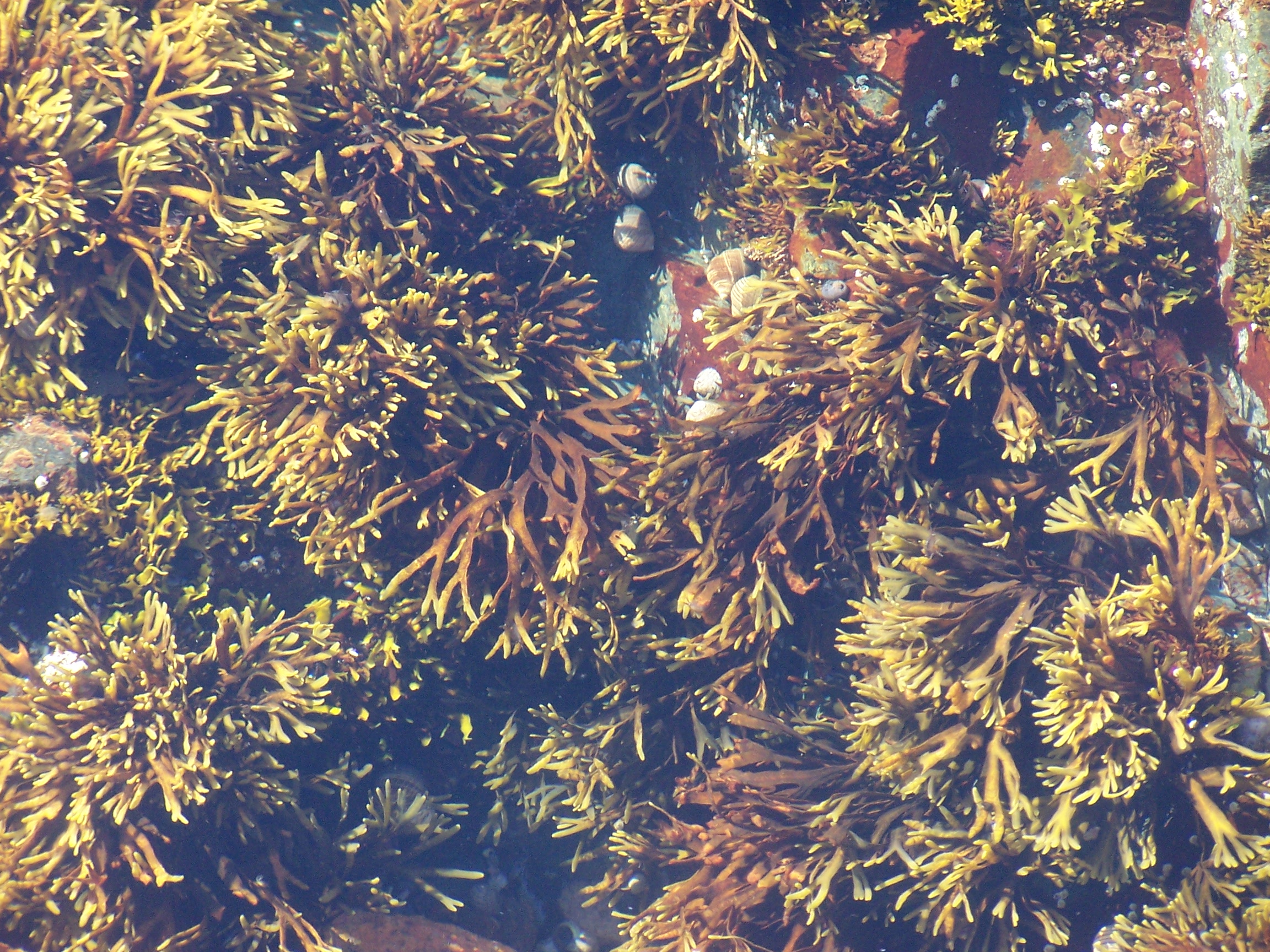 Seaweeds in a puddle in Acadia, Maine. Photo by Jeff Egnaczyk, Flickr, Creative Commons