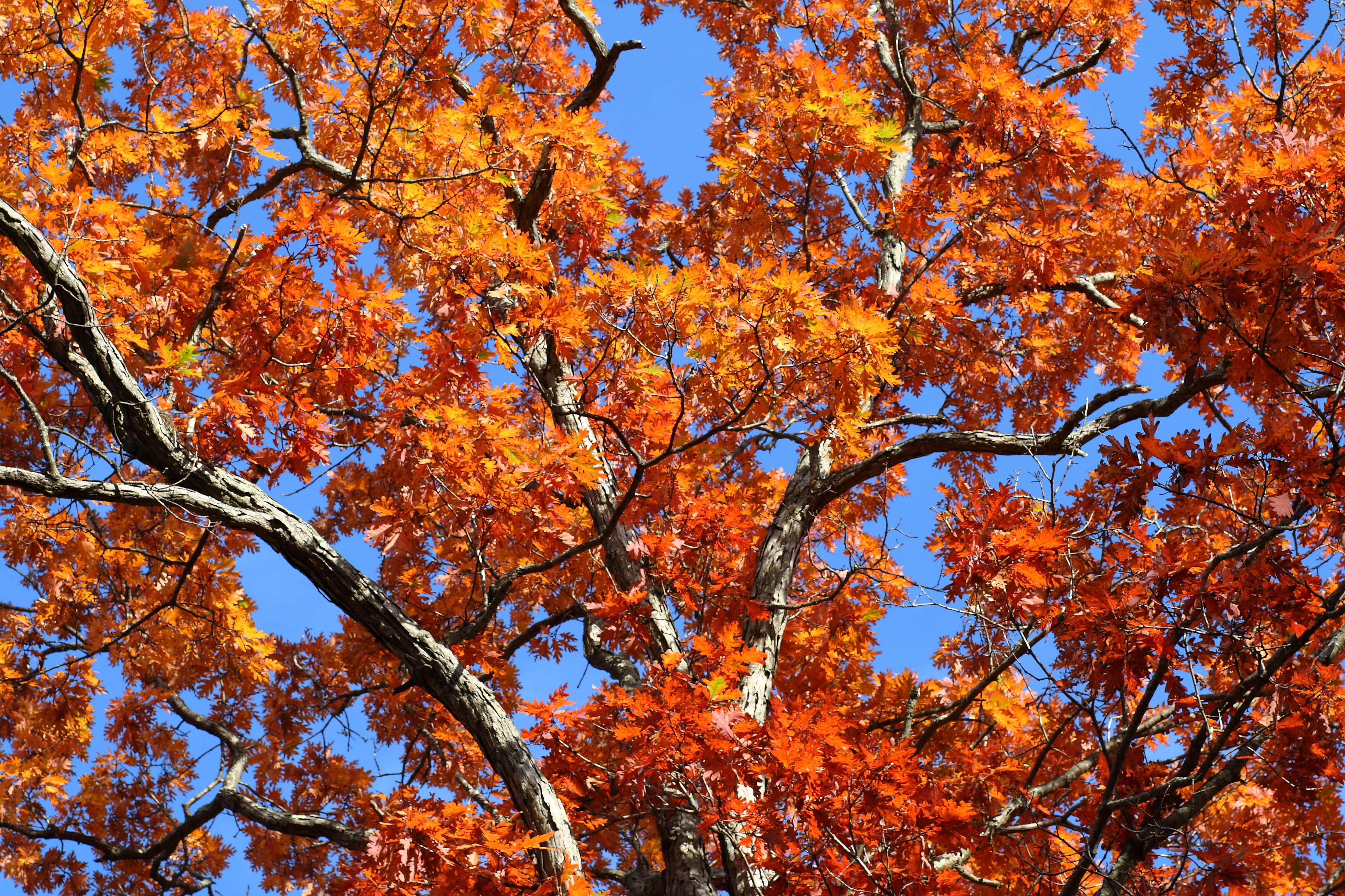 An oak tree's leaves change colors. Photo by Sage Ross, Flickr, Creative Commons