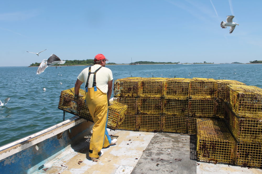 Sternman Frank Lenardis hauls lobster traps to the back of the boat, as part of what lobsterman Steve Holler refers to as "a dance between me and him." Photo by Hannah Chanatry for WBUR