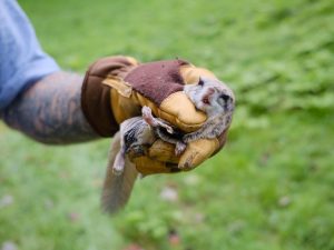 Scott Borthwick holds up a flying squirrel he retrieved from the bathroom of a small house in White River Junction, VT. Photo by Britta Greene for NHPR