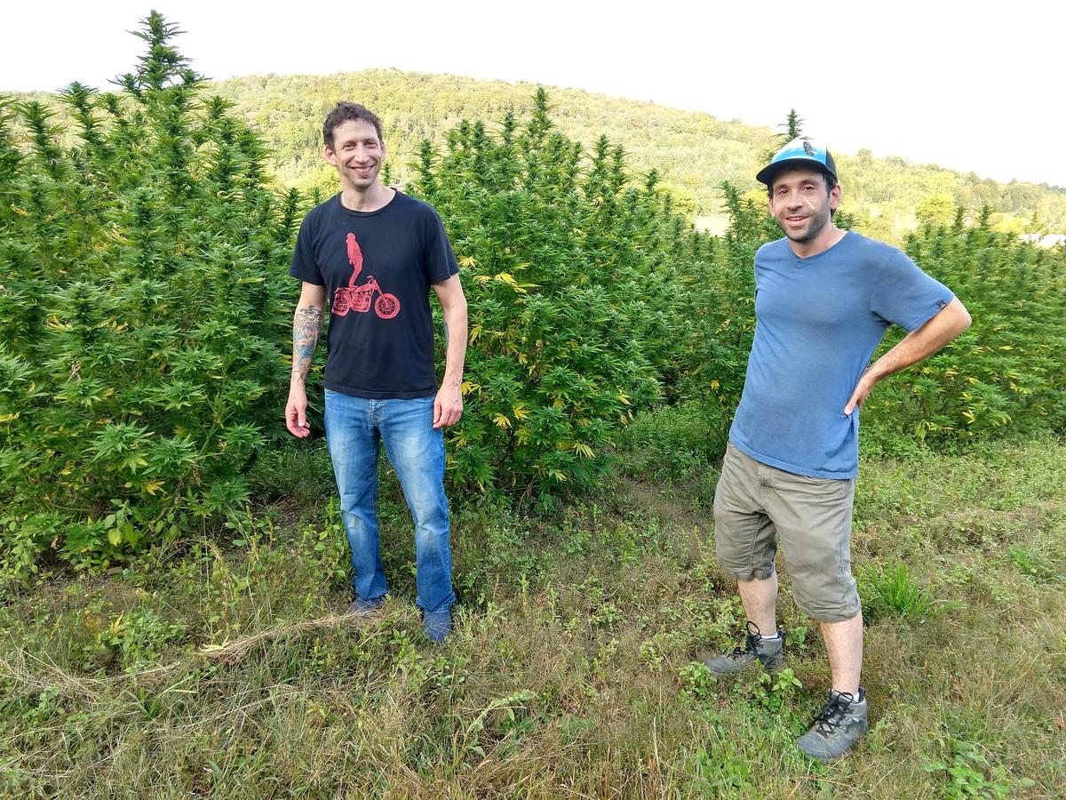 Alejandro Bergad, left, and Jacob Goldstein of Green Mountain CBD in front of a hemp field in Hardwick in July. Photo by Jon Kalish for VPR