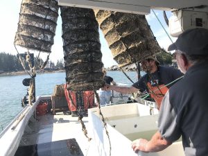 Marsden Brewer with his son and business partner Bobby, hauling Japanese-style "lantern nets" full of scallops -- worth $1.50 and more each, once full grown. Photo by Fred Bever for Maine Public