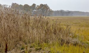 Fall colors in the marshes around Plum Island Sound. Photo by Robin Lubbock for WBUR