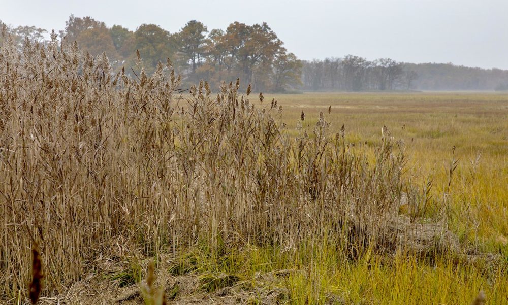 Fall colors in the marshes around Plum Island Sound. Photo by Robin Lubbock for WBUR