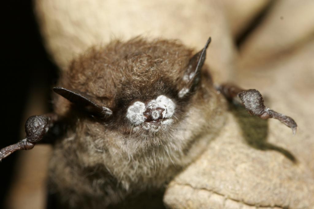 A little brown bat with White-nose syndrome photographed in 2008. Photo courtesy Ryan Von Linden, USFWS, New York Department of Environmental Conservation