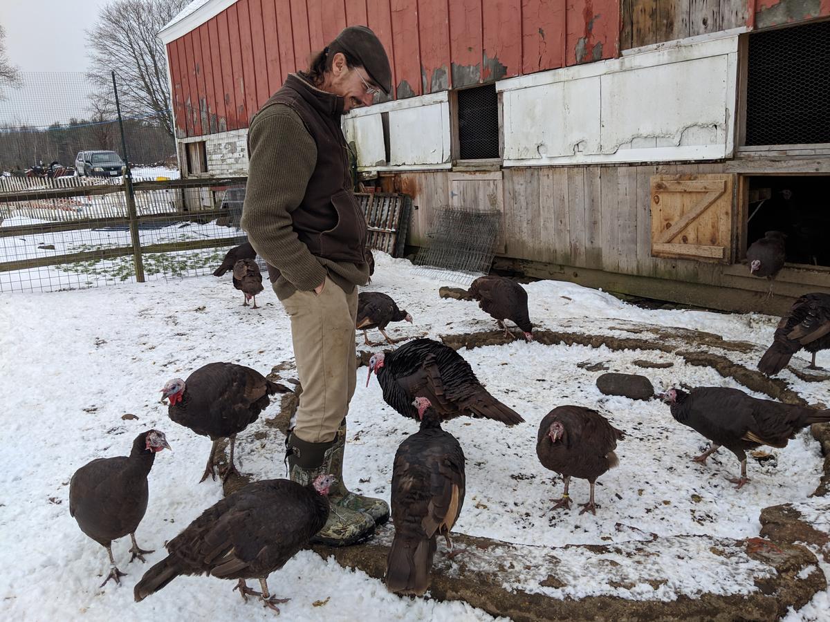 Chocolate turkeys circle around Jim Czack in their enclosure at his farm. Photo by Annie Ropeik for NHPR