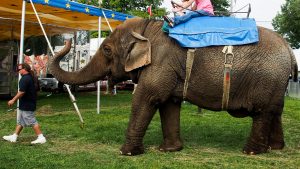 Tim Commerford leads his elephant Beulah and two customers at the Goshen Fair in Goshen, Connecticut, in August. Photo by Ben James for NEPR