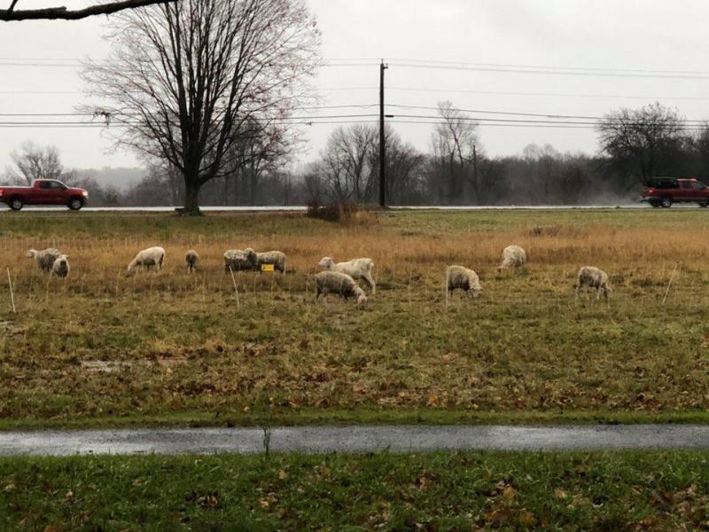 A herd of sheep on Lebanon's town green were used to mow hay. Photo courtesy of the First Selectman's Office, Town of Lebanon, Connecticut