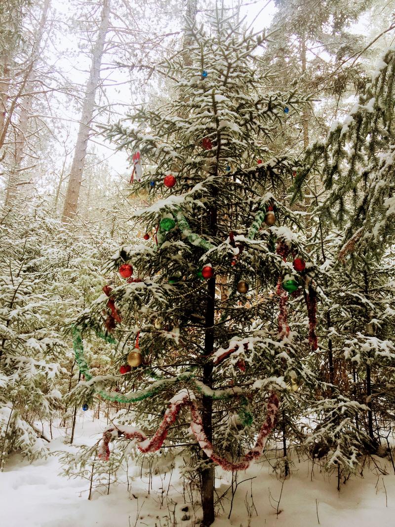 This tree can be found about a half mile up the Pine Flats Ski Trail leaving off from the Smarts Brook Trailhead. Photo by Sean Hurley for NHPR