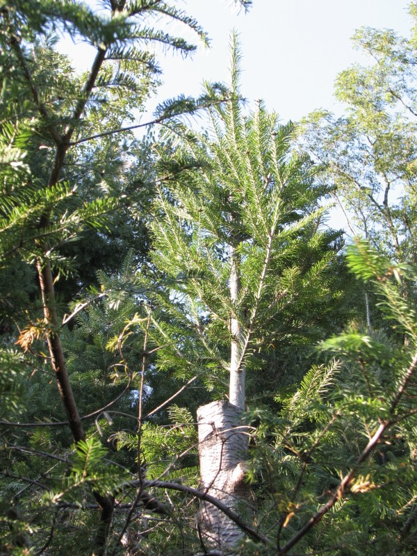 A tree from Pieropan Christmas Tree Farm. Photo by Emmet Van Driesche