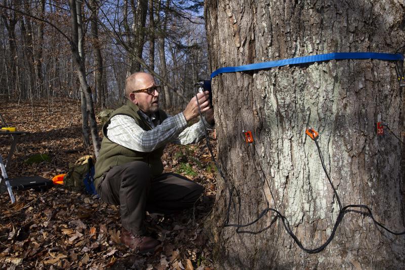 Forest pathologist Bob Marra demonstrates equipment used to internally scan trees. "If we’re going to look to forests as a way to sequester carbon, we should develop much more accurate estimates of how much carbon is actually sequestered," Marra said. Photo by Patrick Skahill for Connecticut Public Radio