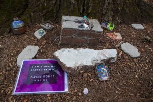 Items left at the base of the tree showing opposition of the it's removal in front of Andover Hall. Photo by Jesse Costa for WBUR