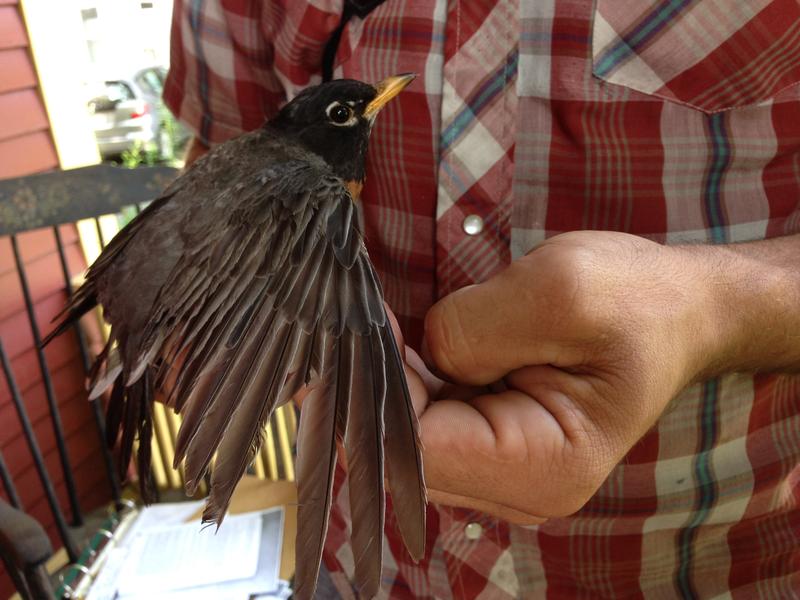 An American Robin is measured as part of federal research on urban wildlife in a backyard in Greenfield, Massachusetts. Photo by Nancy Eve Cohen for NEPR