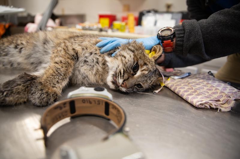 This female bobcat was tagged and outfitted with a GPS collar, which she'll wear for 300 days. Photo by Patrick Skahill for Connecticut Public Radio