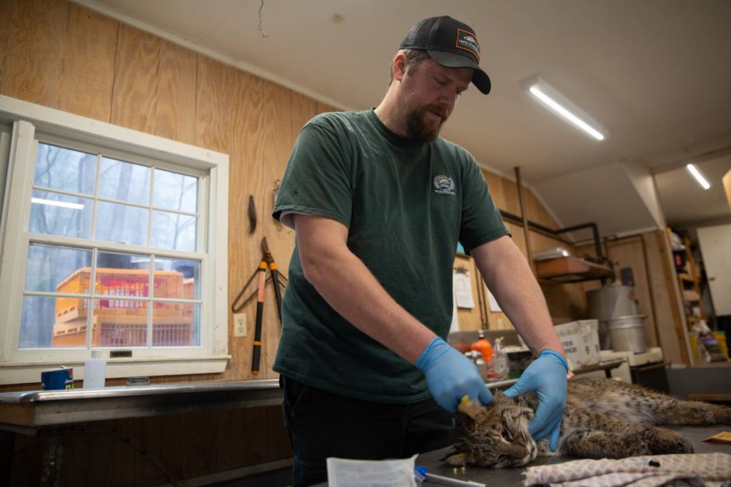 Jason Hawley works on a bobcat in a lab at Sessions Woods Wildlife Management Area in Burlington, Conn. After some collaring and sampling work, the cat was released. Photo by Patrick Skahill for Connecticut Public Radio