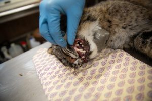 The bobcat's teeth following the procedure. The cat was outfitted with a GPS collar, which will ping location data on the cat. Photo by Patrick Skahill for Connecticut Public Radio