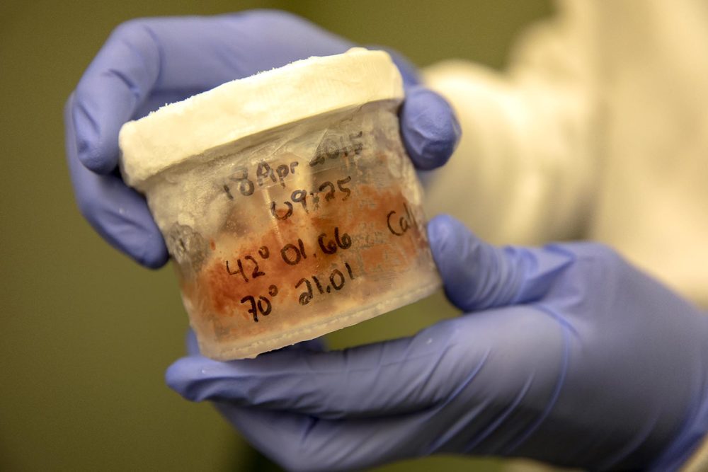 A sample of bright orange right whale scat from the New England Aquarium's laboratory freezer. Photo by Robin Lubbock for WBUR