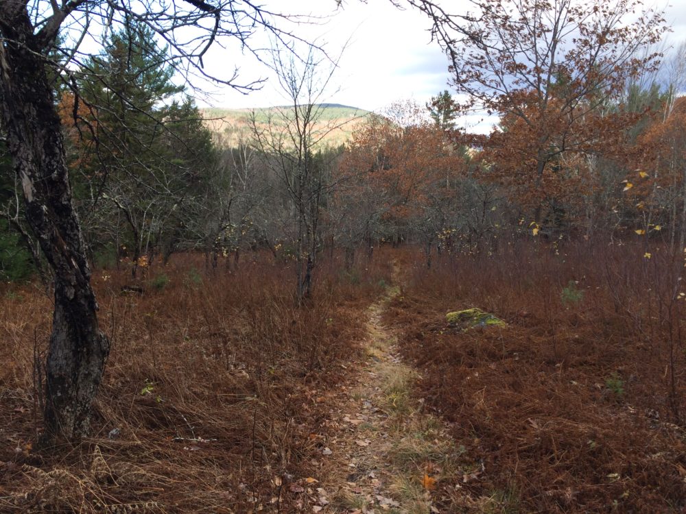 A mountain bike trail in Thornton, N.H. Photo by Sam Evans-Brown for NHPR