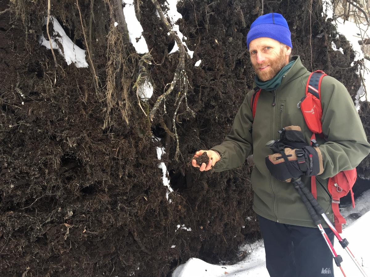 Scientist Marc Lapin checks out the rich organic material revealed by a fallen tree in the Cornwall swamp. Photo by John Dillon for VPR