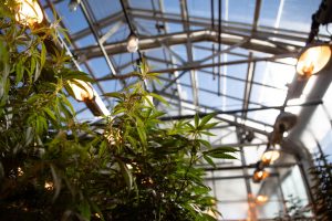 UConn has been growing hemp in a campus greenhouse for several years. Photo by Ryan Caron King for Connecticut Public Radio