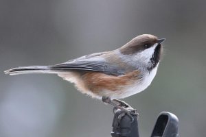 The boreal chickadee. Photo from Flickr