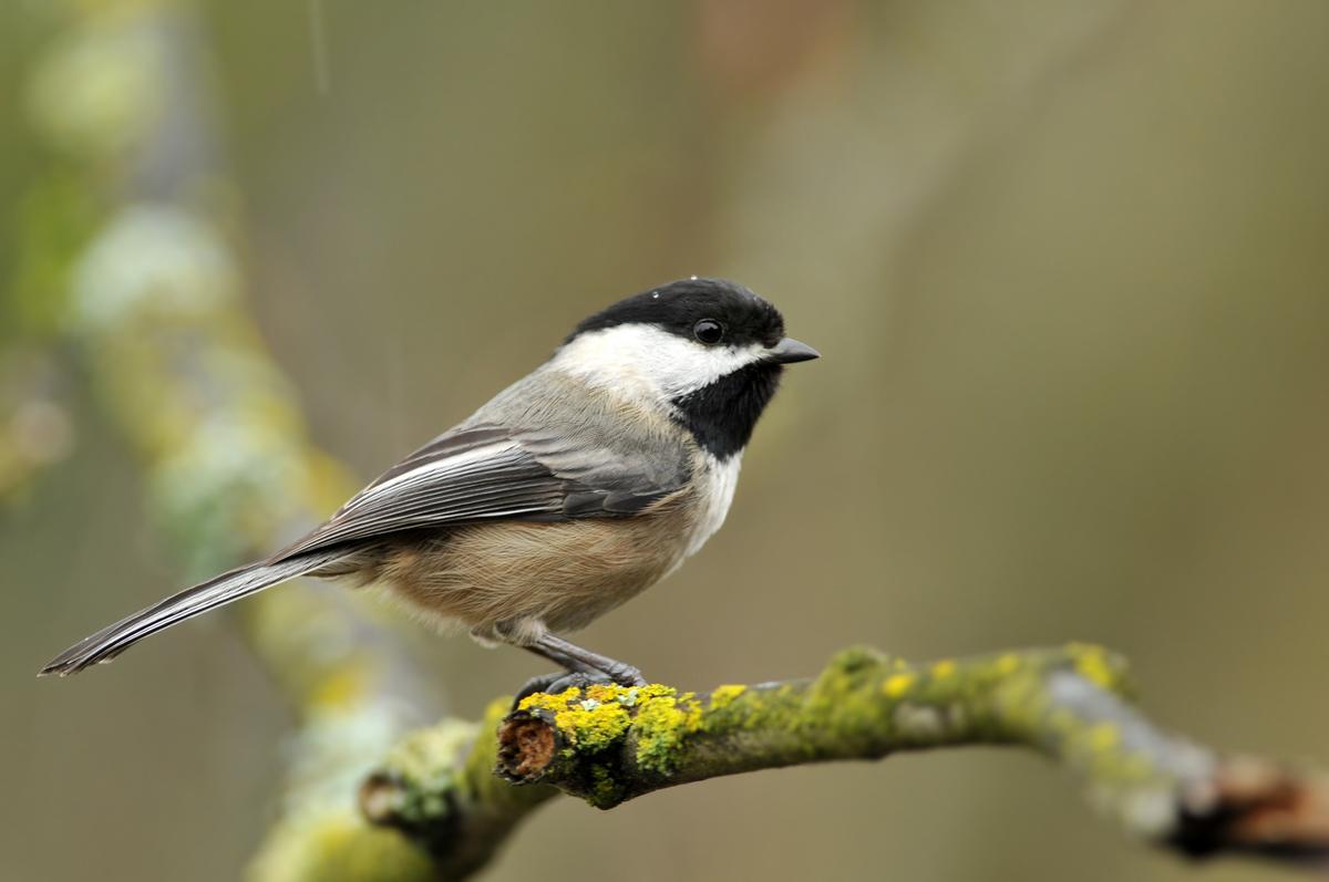 The black-capped chickadee. Credit Wikimedia Commons