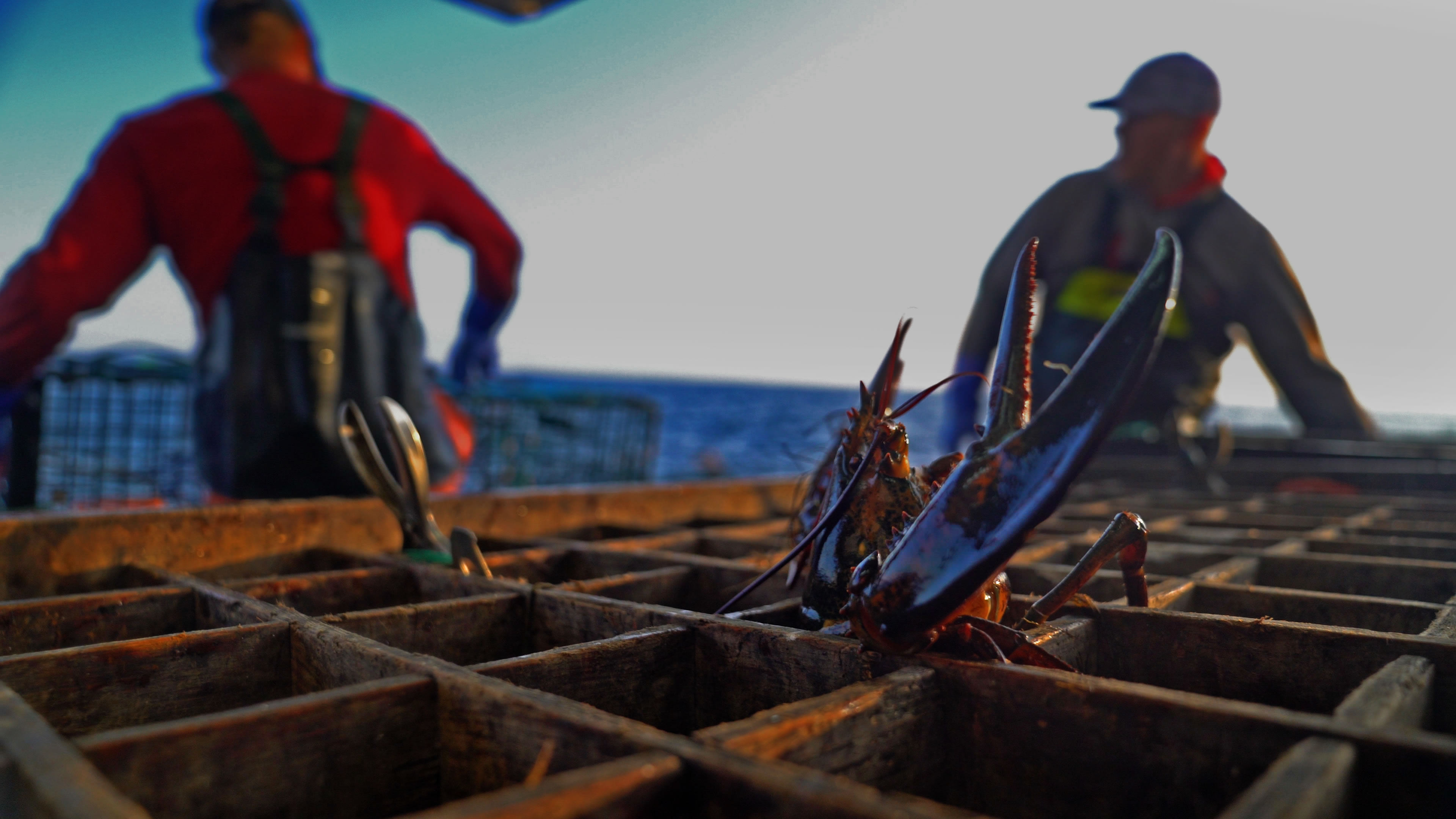 A lobster in a crate. Photo by David Abel from Lobster War.