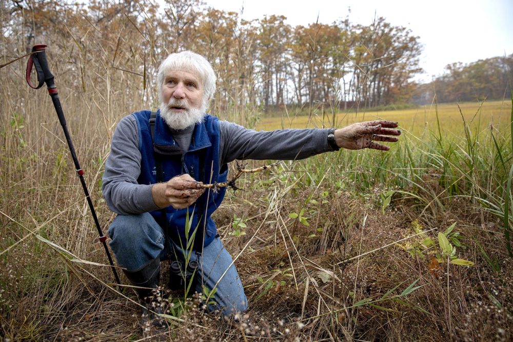 Robert Buchsbaum holds a phragmites root at the edge of the marsh at Mass. Audubon's Rough Meadows Wildlife Sanctuary in Rowley. Photo by Robin Lubbock for WBUR