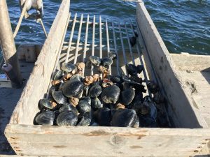 This rack sorts the clam, and fishermen toss back any that are small enough to fall between the cracks. Photo by Sofia Rudin for The Public's Radio