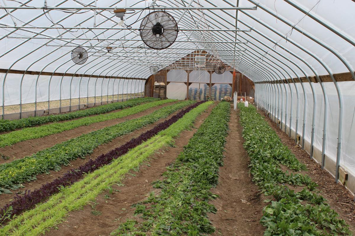 Spinach and other leafy greens are grown inside a hoop house, a structure similar to a greenhouse that enables farmers to extend the growing season in northern climates. Photo by Cassandra Basler for WSHU