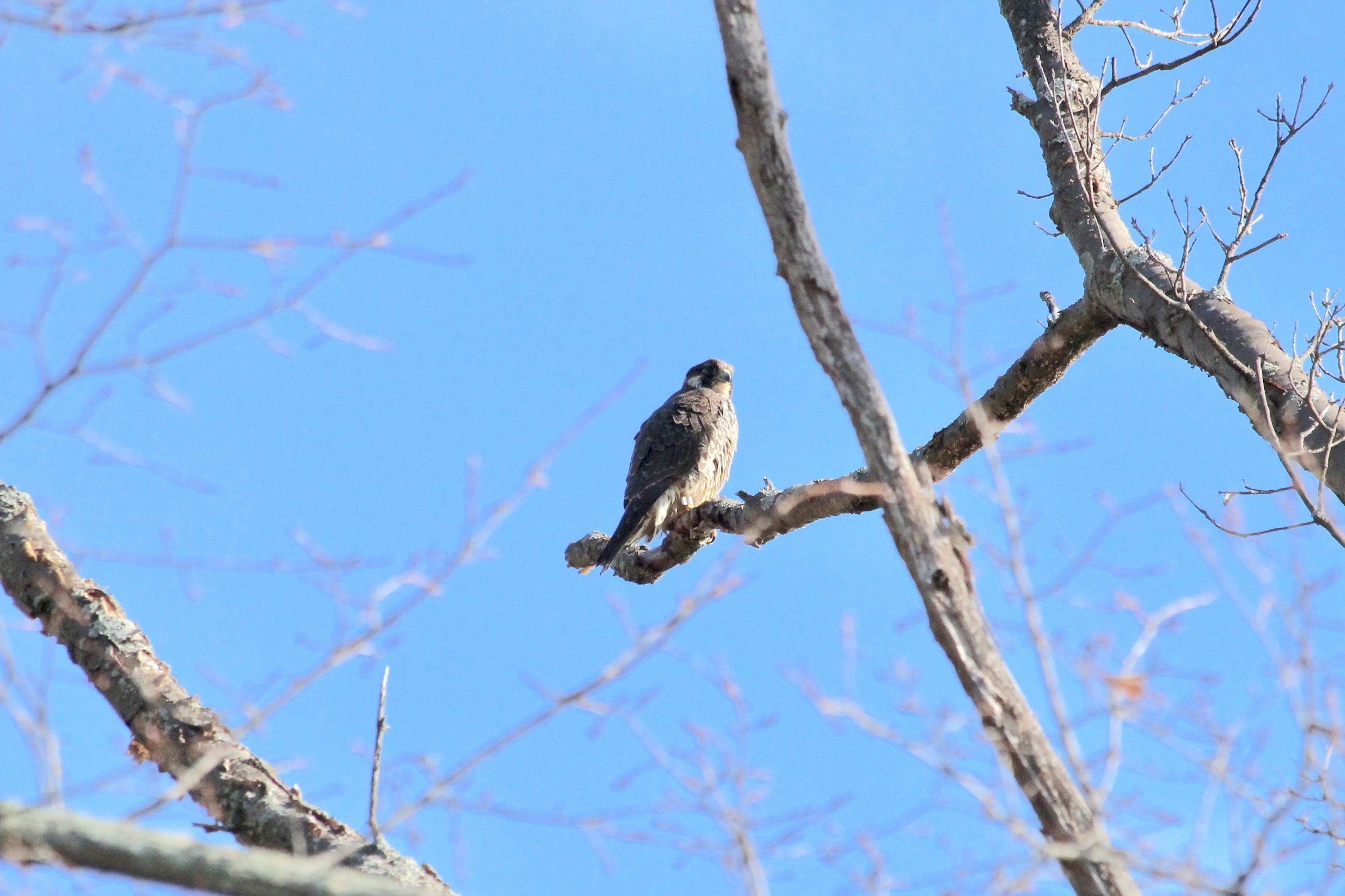 A juvenile peregrine falcon in Massachusetts. Photo by Dyana, Flickr, Creative Commons