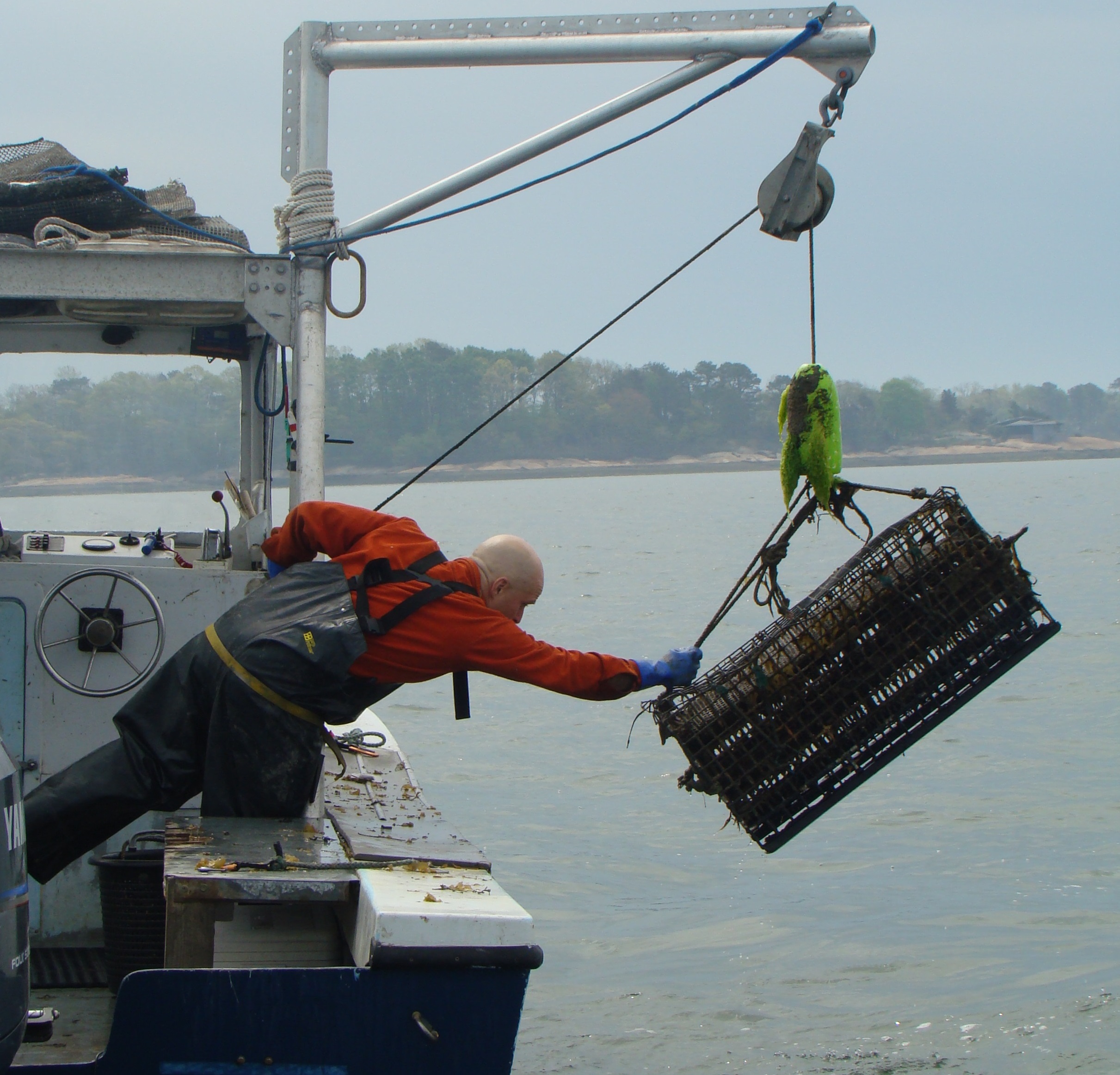 Bren Smith hauls oysters in from his ocean farm. photo courtesy of Bren Smith