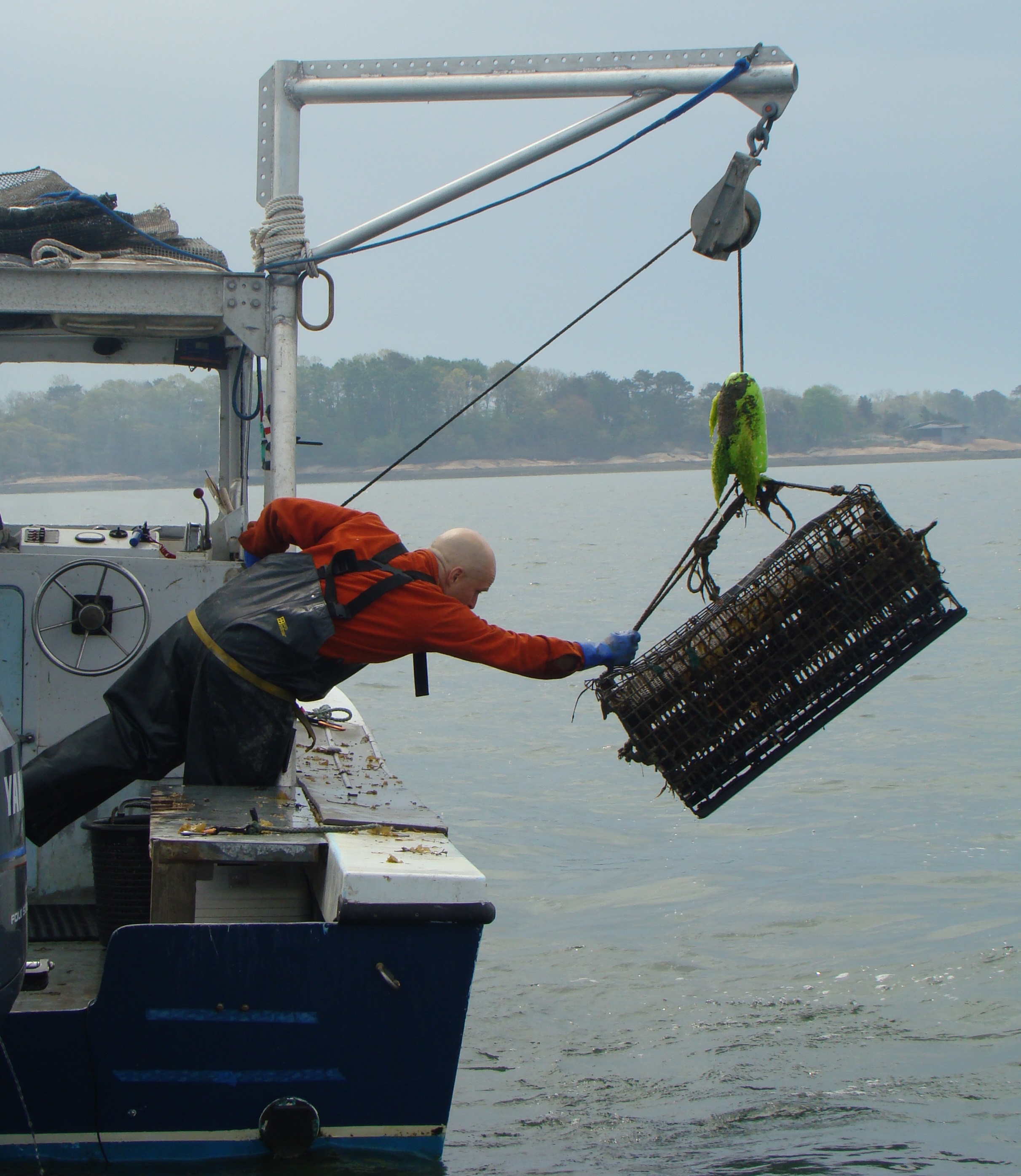 Bren Smith hauls oysters in from his ocean farm. photo courtesy of Bren Smith