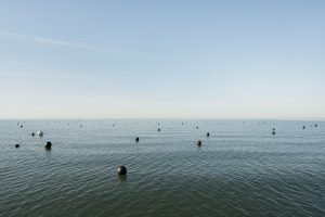 Surface of the ocean farm. Photo courtesy of GreenWave