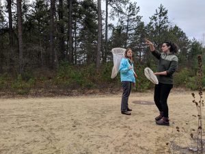 State butterfly biologists Heidi Holman, left, and Samantha Derrenbacher scout for frosted elfin butterflies in the Concord pine barrens, where the endangered Karner blue butterfly was reintroduced nearly 20 years ago. Photo by Annie Ropeik for NHPR