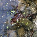 Volunteer Molly Murray captured this image of a wood frog during a trip to the vernal pool she's monitoring in Montpelier. Photo by Molly Murray