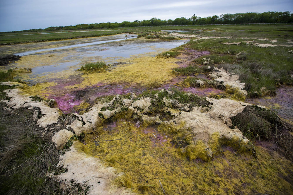 Colorful algae forms in the stagnant water behind emabankments. The embankments will be removed in order allow the water to ebb and flow freely in and out of the marsh lands. Photo by Jesse Costa for WBUR