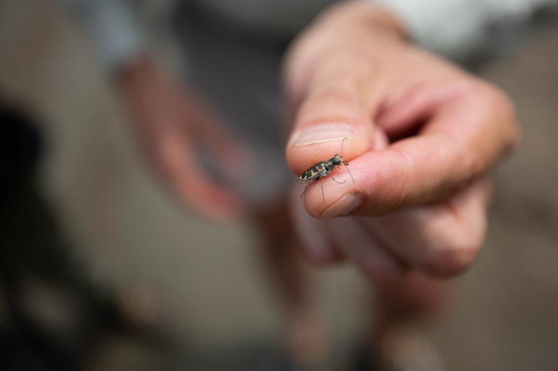 Rodger Gwiazdowski holds up a Puritan tiger beetle found this summer. This incredibly rare insect was spotted at a secret spot along the banks of the Connecticut River.