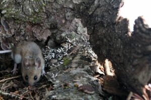 Mouse on forest floor with tree bark