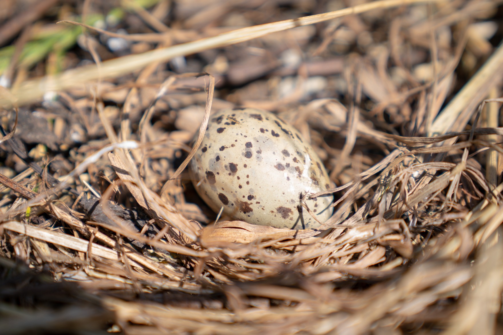 A puffin egg sits on the ground