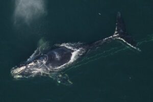 Aerial photographs show a North Atlantic right whale entangled in rope off Daytona Beach in 2010. A 2012 study from the New England Aquarium revealed that more than 80 percent of right whales have been entangled at least once in their lives and 60 percent have been entangled more than twice. (NOAA News Archive 123110)