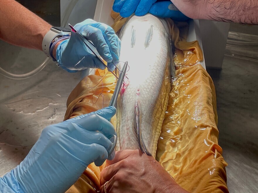 Veterinarian with blue medical gloves stitching up a striped bass that had been put under anesthesia.