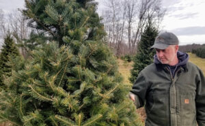 John Weston looks at one of his trees that was damaged in a winter flood. He's tried to reshape the tree with corrective pruning, but he says he won't be able to sell it.