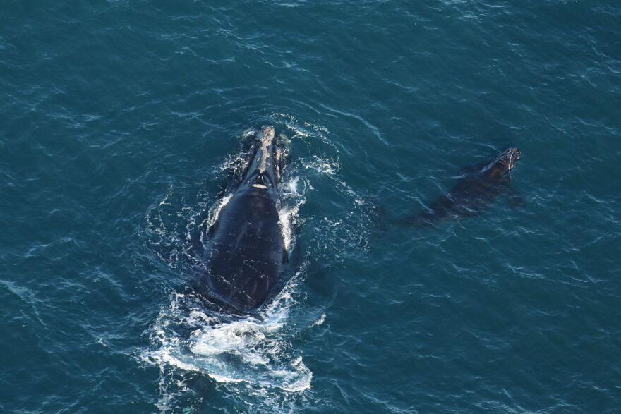 Slalom and her calf are spotted off the coast of South Carolina.